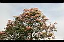芒果樹-葉6.jpg