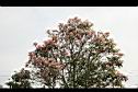 芒果樹-葉7.jpg