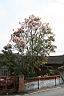 芒果樹-葉8.jpg