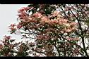 芒果樹-葉9.jpg