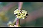 芒果-花07.jpg