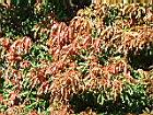 芒果新葉3.JPG