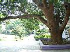 芒果樹08.JPG