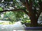 芒果樹09.JPG
