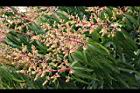 芒果-花-愛文02.jpg