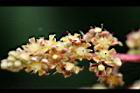 芒果-花-愛文05.jpg