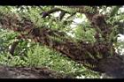 芒果樹-槲蕨02.JPG