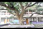 芒果樹-莖05.JPG