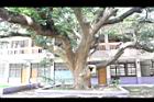 芒果樹-莖06.JPG