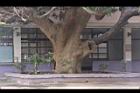 芒果樹-莖08.JPG