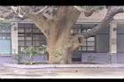 芒果樹-莖09.JPG