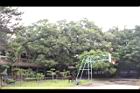 芒果樹01.JPG