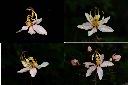 花旗木-花3.jpg
