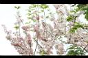 花旗木-花序02.JPG