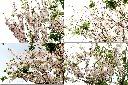 花旗木-花序1.jpg