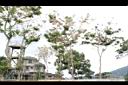 花旗木05.JPG
