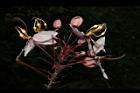 花旗木-花00.JPG