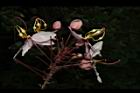 花旗木-花01.JPG