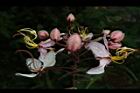 花旗木-花03.JPG