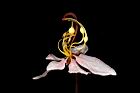 花旗木-花11.JPG