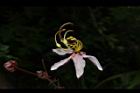 花旗木-花27.JPG