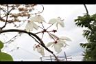 花旗木-花34.JPG