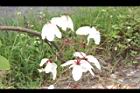 花旗木-花39.JPG