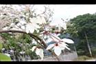 花旗木-花40.JPG