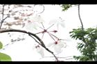 花旗木-花41.JPG