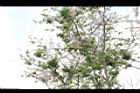 花旗木-花序01.JPG