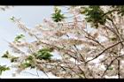 花旗木-花序07.JPG