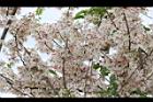 花旗木-花序09.JPG