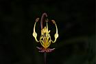 花旗木-花蕊12.JPG