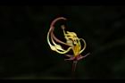 花旗木-花蕊14.JPG