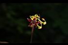 花旗木-花蕊15.JPG