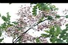 花旗木16.JPG