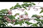 花旗木18.JPG