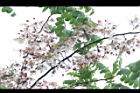 花旗木19.JPG