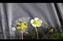 草莓-花06.jpg