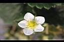 草莓-花20.jpg