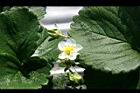 草莓-花05.jpg