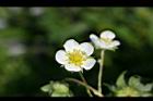 草莓-花11.jpg