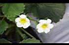 草莓-花15.jpg