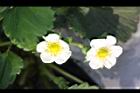 草莓-花16.jpg