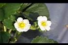 草莓-花18.jpg