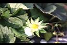 草莓-花萼03.jpg