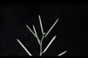 焊菜-長角果01.JPG