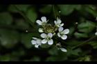 焊菜-花06.JPG