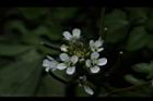 焊菜-花08.JPG