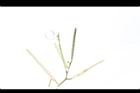 焊菜-長角果10.JPG